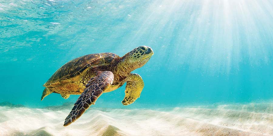 The Galapagos The Galapagos