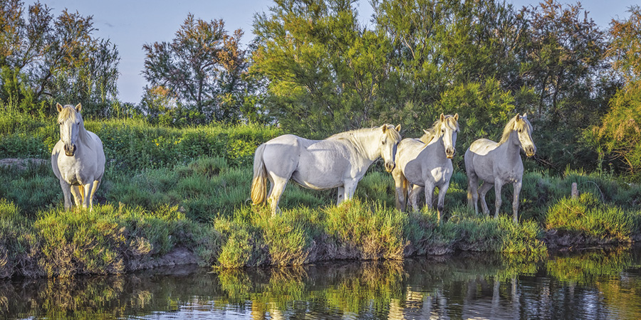 Exploring on optional excursions