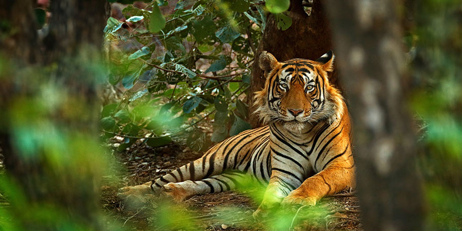 Search for regal Bengal tigers on captivating safaris